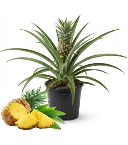 succulent potted plant Potted Succulent Plants  Stylish & Low-Maintenance Greenery