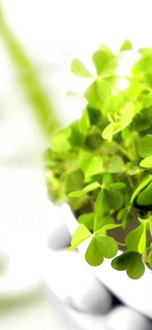 PeelitStickit ID-202 60 Width x 130 cm Height Cute Cat Vinyl Animal Wall Mural