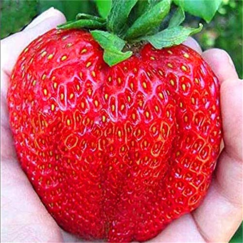 TOMHY 200 Bonsai Rojos Plantas sanas y huerto Familiar no GMO GNLP ...