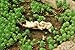 Top Collection Enchanted Story Garden Rabbits Sledding Outdoor Decor