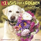12 Uses for a Golden 2020 Wall Calendar (Dog Breed Calendar) by 