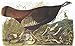 Audubon's Birds Of America (Tiny Folio)