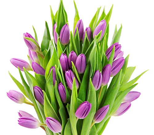 Farm2Door: 30 Purple Tulips Fresh from Holland - Farm Direct Wholesale Fresh Flowers