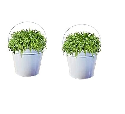 Decorscent New Pail Bucket Galvanized Metal Hanging Planter (White Height 23 cm) - Set of 2