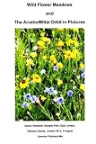 Image de Wild Flower Meadows and The ArcelorMittal Orbit in Pictures (Album de Fotos) (Volume 18) (Spanish Edition)