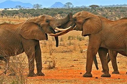 When Elephants Fight It Is The Grass That Suffers Most