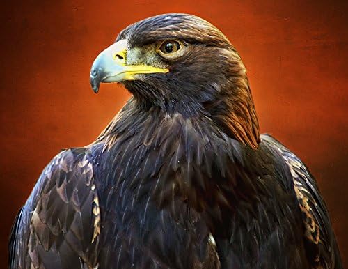 American Golden Eagle Fine Art Nature Photography Print - Raptor Wall Decor 8.5 x 11