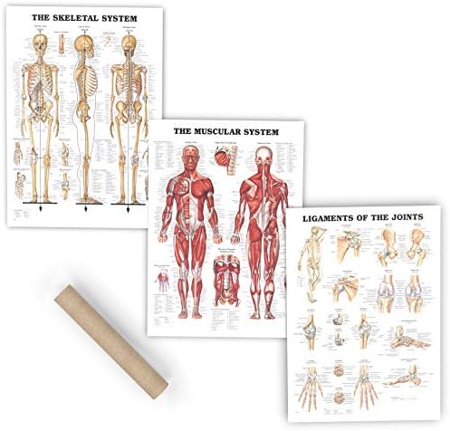 Premium Laminated Anatomy Poster Set - (3 Pieces) Includes Muscular, Skeletal, Ligaments of The Joints Medical Charts - Designed for Professional Use - Perfect for Learning and Teaching Human Anatomy