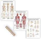 Premium Laminated Anatomy Poster Set - (3 Pieces) Includes Muscular, Skeletal, Ligaments of The Joints Medical Charts - Designed for Professional Use - Perfect for Learning and Teaching Human Anatomy