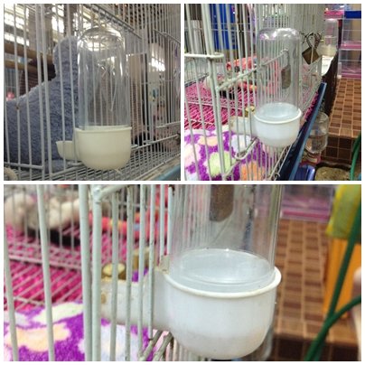 Power of Dream Plastic Bird Canary Budgie Cockatiel Seed and Water Feeder Dispenser Transparent