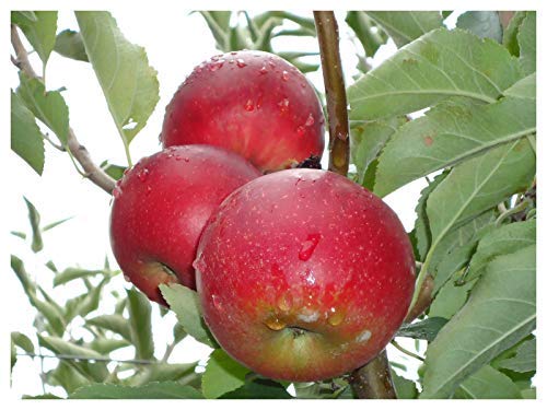 Gala Dwarf Apple Tree - healthy bare root Fruit Trees 2-4 Ft -1 Tree by Growers Solution
