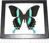 BicBugs Real Framed Butterfly Blue Green Papilio BLUMEI Swallowtail Indonesia