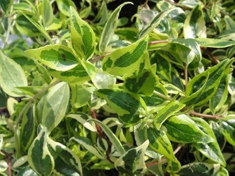 Amazon アベリア ホープレイズ 5号ポット苗 庭木 常緑樹 生垣 目隠し グランドカバー 低木 花