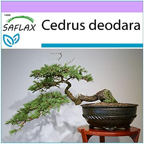 Bonsai - Indian Cedar - 35 Seeds - Cedrus deodara price in Saudi Arabia |  Amazon Saudi Arabia | supermarket kanbkam