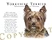 Yorkshire Terrier Yorkie Human Trainer Adult T Shirt - 2XL