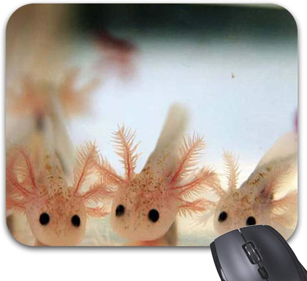 Amazon Com Cute Baby Axolotl Mouse Pads 9 86 X 7 68in Trendy Stylish Office Computer Accessories Office Products