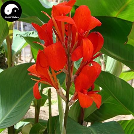Buy Canna Indica Flower Seeds 120pcs Canna Lily Flower Garden Amazon De Garten