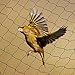 Mcage 25' X 50' or 50' X 50' Net Netting for Bird Poultry Aviary Game Pens New 1