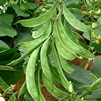 IndianAgro Flat Lima Green Bean Vegetable Seed - Green Sem - 25 Seeds - Fresh Vegetable Seeds