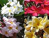 Set of 4 100% Hawaiian Plumeria (Frangipani) Plant Cuttings....From a PEST-FREE certified Hawaiian nursery with the proper U.S. Department of Agriculture stamp.