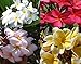 Set of 4 100% Hawaiian Plumeria (Frangipani) Plant Cuttings....From a PEST-FREE certified Hawaiian nursery with the proper U.S. Department of Agriculture stamp. primary