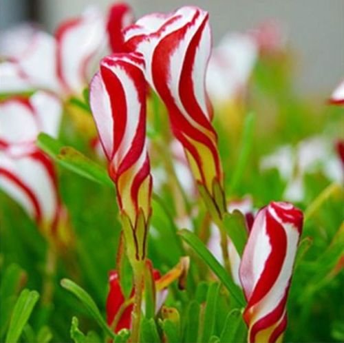 25PCS Oxalis Versicolor Flower Candy Cane Seeds F75, Semillas Garden Flower