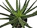 American Plant Exchange Aloe Hedgehog Live Plant, 6