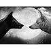 Black Wolf and White Wolf - Wildlife Animal Art Print Poster Wall Decor Home Decor(32x24inches)