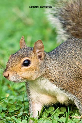 Squirrel Notebook: Squirrel notebook blank pages - Journal to write in - 120 pages - 6"x9"
