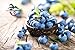 2 BURLINGTON HIGHBUSH BLUEBERRY 2 YEAR OLD PLANT, 1 GALLON SIZED PLANT SHIPPED BARE ROOT!