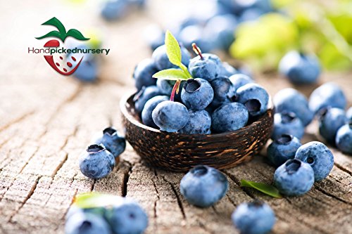 2 BURLINGTON HIGHBUSH BLUEBERRY 2 YEAR OLD PLANT, 1 GALLON SIZED PLANT SHIPPED BARE ROOT!