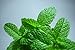 Shower Bombs! 5 Pack Aromatherapy Shower Steamers - Peppermint