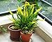 Artificial Hanging Plants 4pcs Artificial Fake Hanging Willow Wicker Twig Ferns Plant Faux Fake Hanging Plant Outdoor UV Resistant Plastic Plants (Yellow)