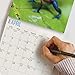 2020 Frogs Wall Calendar by Bright Day, 16 Month 12 x 12 Inch, Reptiles and Bugs Animals