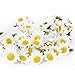 Topixdeals 100x Gerbera Daisy Flowers Heads for DIY Wedding Party (Yellow with White)