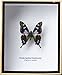 FRAMED REAL BEAUTIFUL GRAPHIUM WEISKEI BUTTERFLY DISPLAY INSECT TAXIDERMY