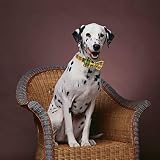 Unique style paws Dog Collar with Bowtie Durable Adjustable Bow Dog Collar view 6