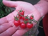 Everglades Tomato (30+ seeds) and Seminole Pumpkin (20+ seeds) Florida Seed Pack