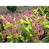 Pusch Dwarf Spruce - Picea Abies 'Pusch' - 1 - Year Plant