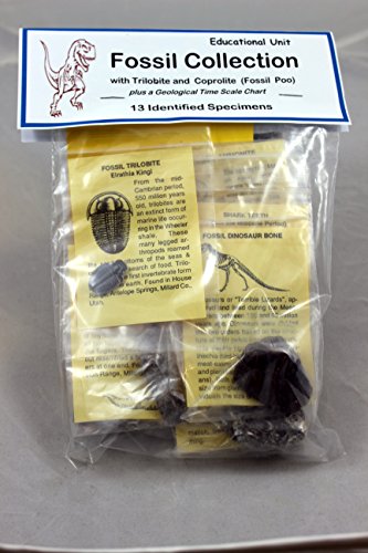 Fossil Collection (13 pc.) with ID Cards & Trilobite, Sharks teeth, Coprolite (fossilized Turtle Poop) Educational Dancing Bear Brand.