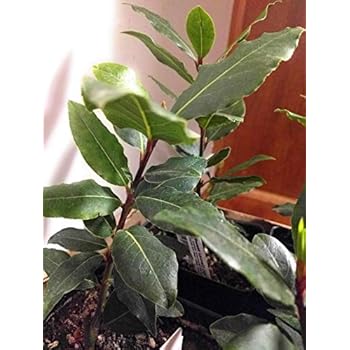 Amazon Com Laurus Nobilis Bay Leaf Tree Bay Laurel Or