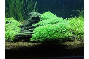AQUARIUM PLANTS DISCOUNTS Potted Dwarf Baby Tears Aquarium Live Plant