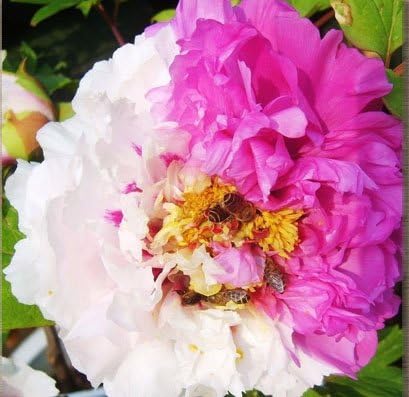 Amazon 熱い販売中国のsuffruticosaの花の種子の庭植物の庭15種類の色牡丹の種子植物の鉢植え庭の植物の種子6 花