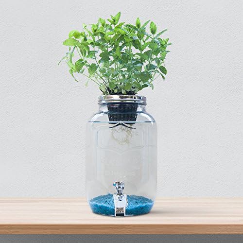 Blue Jar, Sistema de hidroponía Creativa: Amazon.es: Jardín