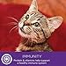 Wellness Divine Duos Grain Free Chicken & Salmon Natural Wet Cat Food, 2.8-Ounce Cup