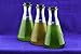 FTCo. Plankton Delight (10oz) - Live Phytoplankton