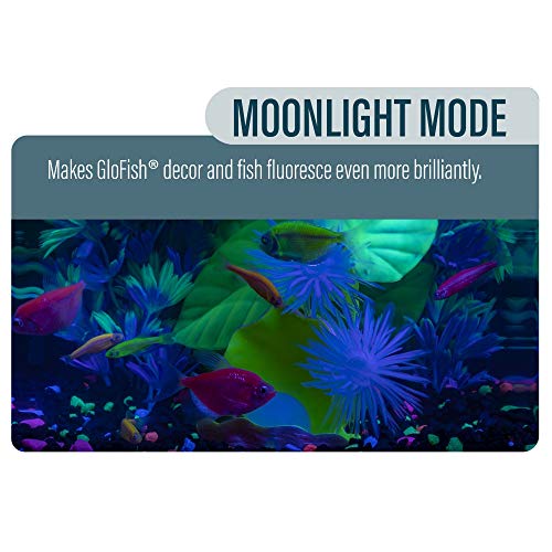 GloFish Betta Aquarium Kit - Image 7