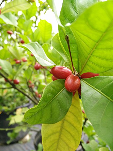 berry that turns sour things sweet