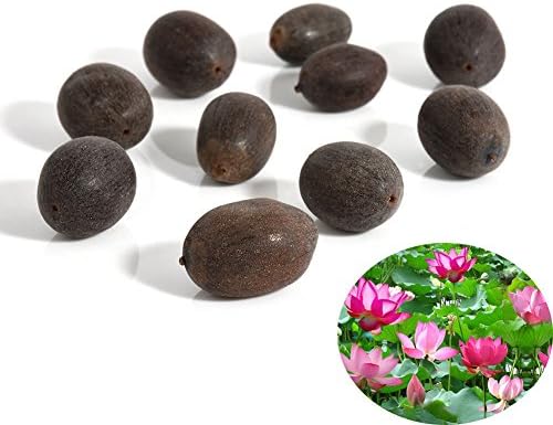 KimcHisxXv Lotus Seeds,10Pcs Water Lily Flower Plant Bowl Pond Bonsai Seeds Home Garden Yard Decor - Purple