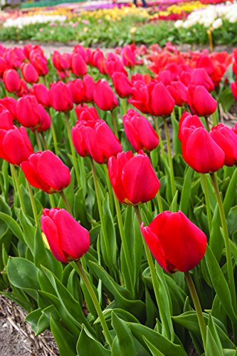 Red Tulips Darwin Hybrids (25 Bulbs) - Red Van Eijk Tulip Bulbs - Perennial Bulbs